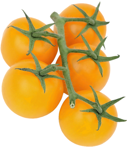 Tomato